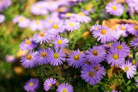 Oct 19, 2021 · play climate trivia! Flower Aster Trivia Free Photo On Pixabay