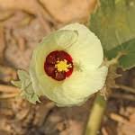 Image result for Pavonia senegalensis