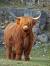Baby Long Haired Cow