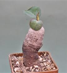Image result for Monadenium discoideum