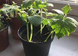 Growing cucumbers in a greenhouse. Growing Cucumbers How To Grow From Seeds Grow With Hema