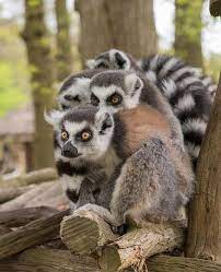31 Lemur Ideas Lemur Cute Animals Animals Wild