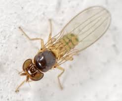 Image result for Entephria byssata
