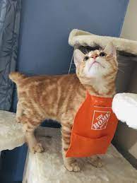 Lameeejaneee The Only Home Depot Employee I Trust Happifying Things Employee Happifying Things Lameeejaneee Home Depot Depot Cat Day