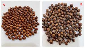 Image result for Sphenostylis