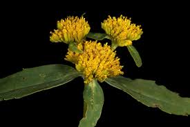 Image result for Flaveria bidentis