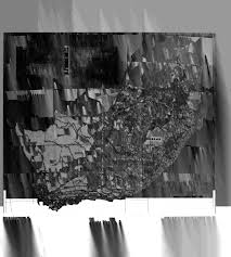 Image result for Lophiocarpus latifolius