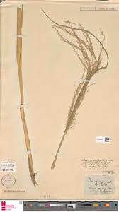 Image result for Eragrostis prolifera