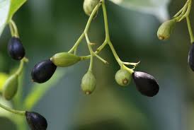 Image result for Alangium chinense