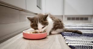 Keep in mind the data in the graph below are averages for healthy kittens. How Much To Feed A Kitten Kitten Food Portions And Feeding Schedule
