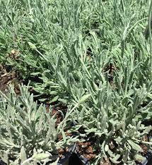 Image result for Lavandula dentata