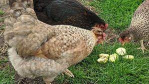 Rather, you can eat zucchini skin on or off, whatever is your liking. Can Chickens Eat Courgette Zucchini And Marrow Cluckin