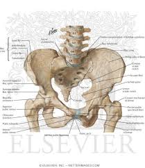 This quiz is unlabeled so it will test your knowledge on how to identify these structural locations (iliac crest, ischial spine, acetabulum, superior ramus of pubis, posterior superior/inferior iliac spine, lessier. Bony Framework Of The Pelvis Netter Medical Images Medical Artwork Anatomy Bones How To Memorize Things