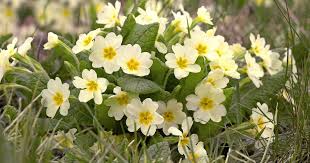 Image result for Primula