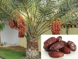 Pollen is usually carried by the wind or insects from the female flowers. Pin On Grow Your Own Bonsai Flower From Seeds