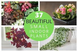 Click on image to view plant details. 37 Small Indoor Plants To Bring Beauty Into Your Home Smart Garden Guide