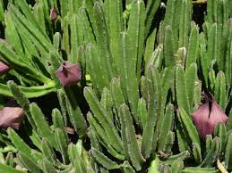 Image result for Stapelia leendertziae