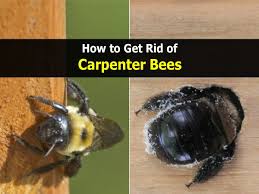 Getting rid of carpenter bees with music. How To Get Rid Of Bees Arxiusarquitectura
