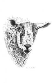 Black And White Sheep Drawing 28 Ideas For Drawing Art Black And White Artworks Color Drawing Art Sheep Art Art Drawings