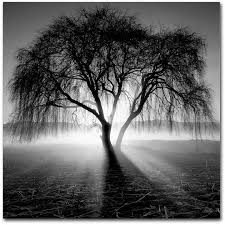 Black And White Lightning Trademark Global Moises Levy Lightning Tree I Canvas Art 24 X 24 X 2 Reviews Home Macy S Black White Landscape Black White Tree Black White Photography