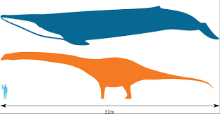 Compare a argentinosaurus (heavy sauropod dinosaur) with these other items. Http Www Sedgwickmuseum Org Uploads Images Education Dreadnoughtus 20vs 20a 20blue 20whale Pdf