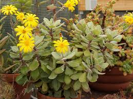 Image result for Caputia