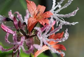 Image result for Gladiolus pretoriensis