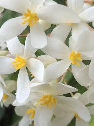 White spring flowers with yellow center. Little White Flowers With Yellow Center Steemit