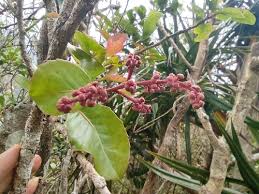 Image result for Homalium