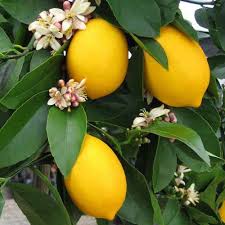 The leaves smell of lemon when rubbed and on warm days when you simply walk near the plants; How To Grow Citrus Indoors Gardener S Path