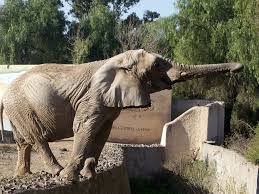 En #eledeelefante � encontrarás decenas de productos para bebés. Campanha Arrecada Fundos Para Trazer Elefante A Santuario Brasileiro Revista Galileu Sociedade