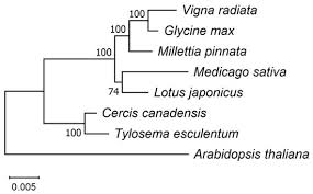 Image result for Tylosema esculentum