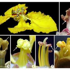 Image result for Sphedamnocarpus pruriens