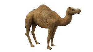 How about a quick introduction to apache camel? Dromedary Camel Augmented Reality Ar Quick Look Model Educational Teaching