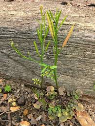 It is typically hairless and it can grow up to 300cm high. Weeds