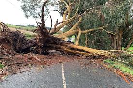 We did not find results for: Victorians Count The Cost After Violent Storm Sends Trees Crashing Through Homes Abc News