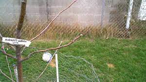 Maybe you would like to learn more about one of these? After Pruning Honeycrisp Apple Tree Etc Youtube