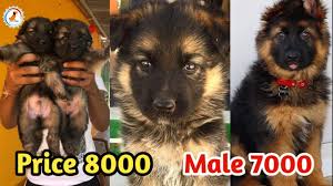 We breed german shepherd puppy for the love and passion we have towards them. German Shepherd Puppy For Sale German Shepherd Puppy 8000 Only Cheapest Price Puppy Youtube