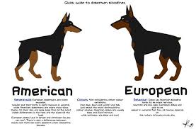 We are pleased to present our beautiful litter of doberman x golden retriever puppies. Biere Haus European Dobermans