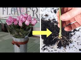 Image result for cuttings of roses