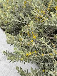 Image result for Stylochaeton borumensis