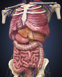 Image result for internal organs