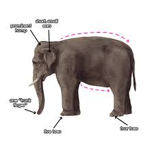 Can you complete the lifecycle diagram for each one? How To Draw Animals Elephants Their Species And Anatomy