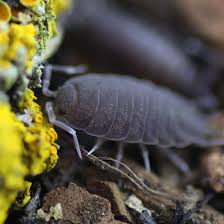 Image result for Macrotyloma ellipticum