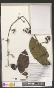 Image result for Dictyophleba lucida