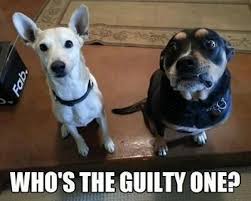 Who S The Guilty One Funny Dogs Funny Animals Funny Cute