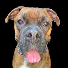 It costs nothing for families to surrender to us or other rescues for that matter, we do not judge, we provide the vetting each dog needs, it is placed directly in the loving home of one of our foster families and when ready, adopted to one of our amazing. Boxer Haven Rescue Home Facebook