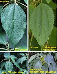 Image result for Boehmeria macrophylla