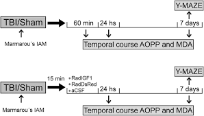 Maybe you would like to learn more about one of these? Frontiers Early Igf 1 Gene Therapy Prevented Oxidative Stress And Cognitive Deficits Induced By Traumatic Brain Injury Pharmacology