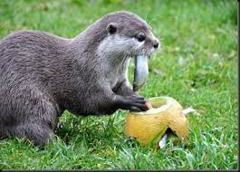Enrichment For The Otters Otters Animal Habitats Enrichment